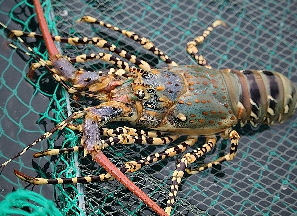 Tôm hùm Nha Trang loại nhỏ hơn giá dao động từ 500.000 - 700.000 đồng/kg