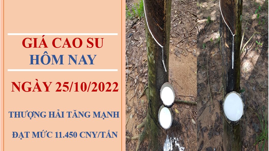 Giá cao su hôm nay 25/10/2022: Tăng mạnh trên các sàn châu Á