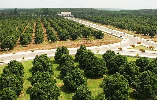 Một góc nông trại sản xuất nông nghiệp hữu cơ của Vinami Organic. Ảnh: Vinamit.