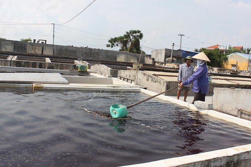 Phải đem chượp đi phơi nắng, thỉnh thoảng đánh đảo đều cho ngấu