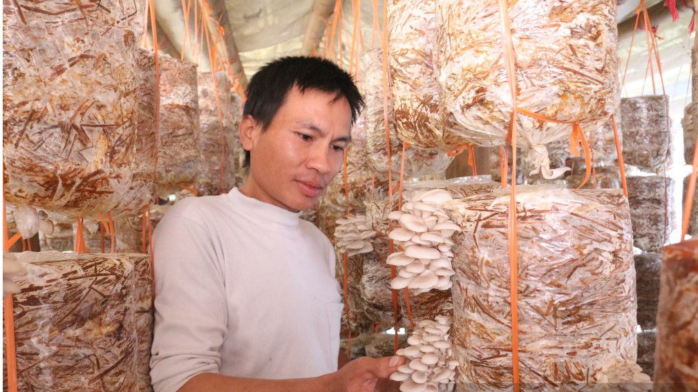 Trồng nấm sò mọc tua tủa, anh nông dân miền núi lãi lớn