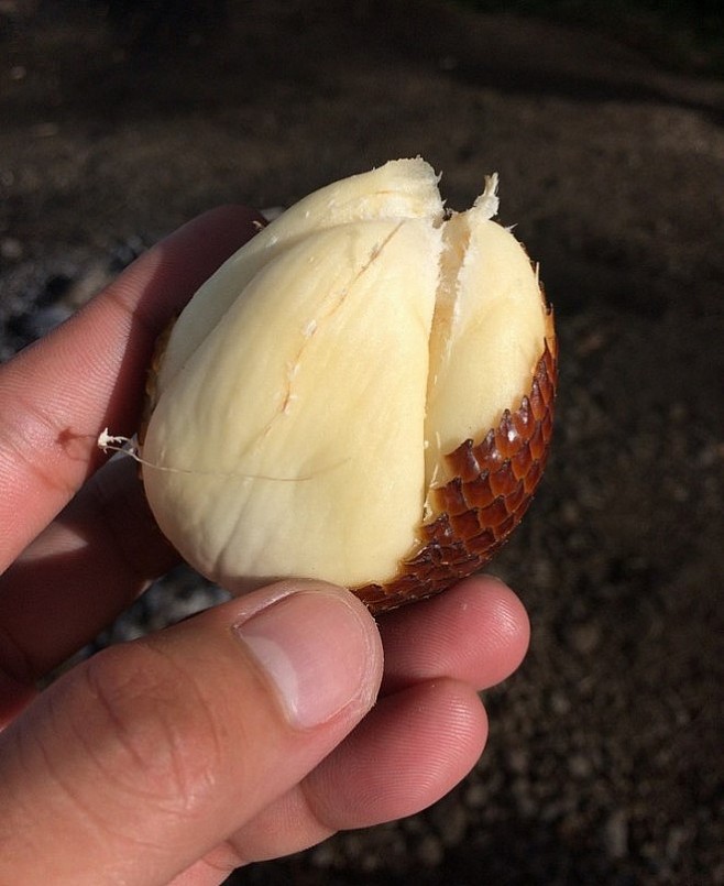 Trái salak phần thịt trắng, ăn giòn và có vị ngọt đậm.