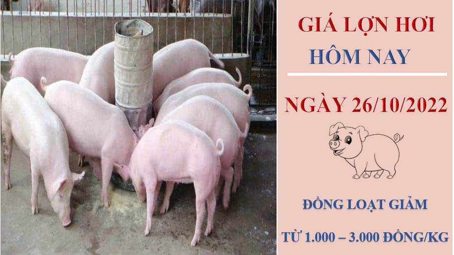 Giá lợn hơi hôm nay 26/10/2022: Tiếp tục giảm nhẹ ba miền