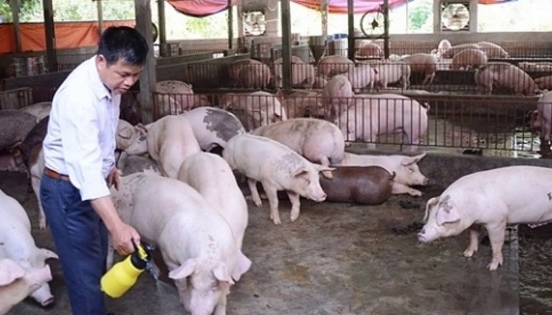 Giá thịt heo giảm khiến người chăn nuôi gặp khó khăn. (ảnh minh họa) Giá thịt heo giảm khiến người chăn nuôi gặp khó khăn. (ảnh minh họa)