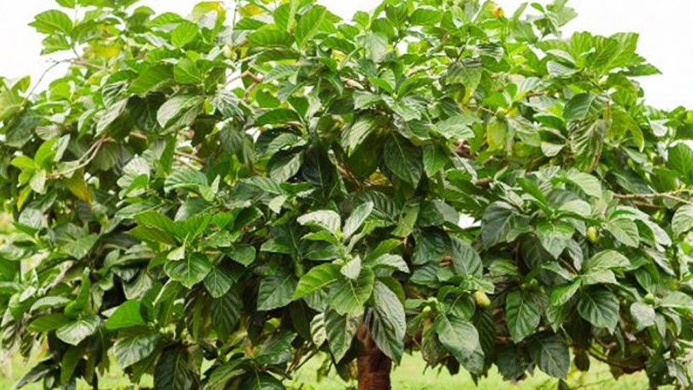 Loại lá mọc hoang tưởng không ăn được lại là đặc sản miền Tây