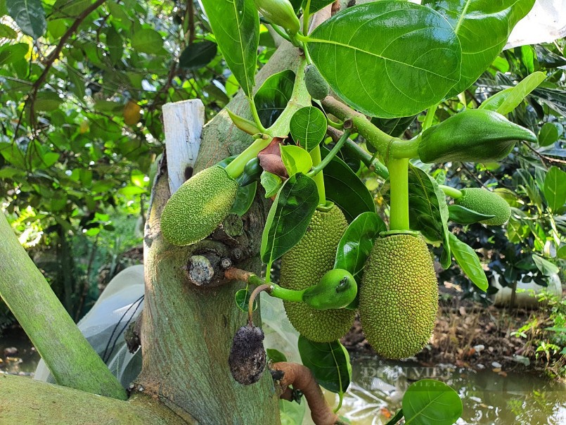 Từ trái mít non, chị Cao Thị Cẩm Nhung có thể chế biến thành pate mít, snack mít và dưa chua mít. Ảnh: Huỳnh Xây