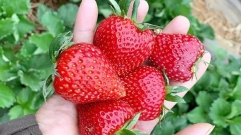 Cuối năm về Mộc Châu tha hồ chọn mua quà đặc sản