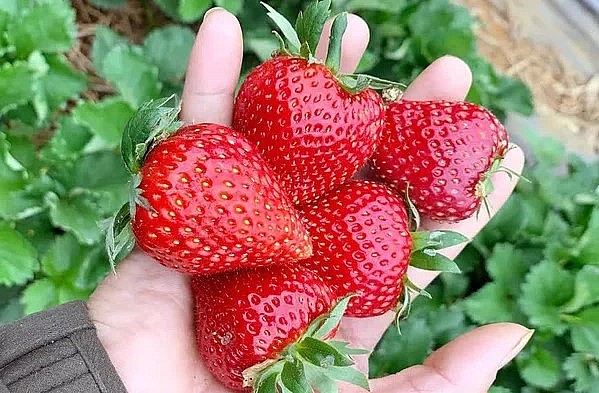 Dâu tây Mộc Châu