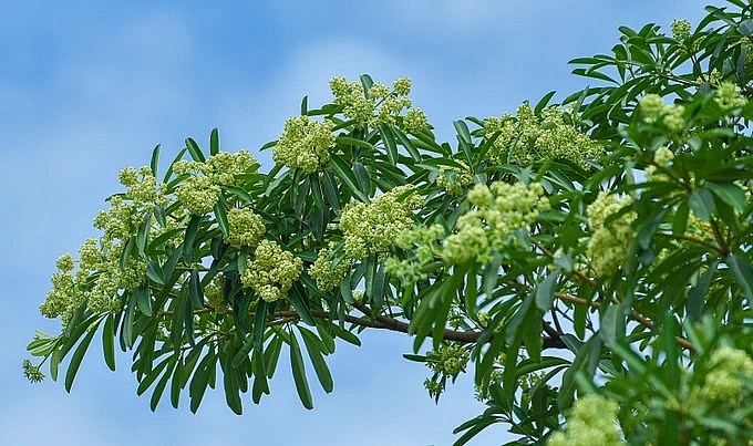 Một số người dị ứng với hoa sữa.