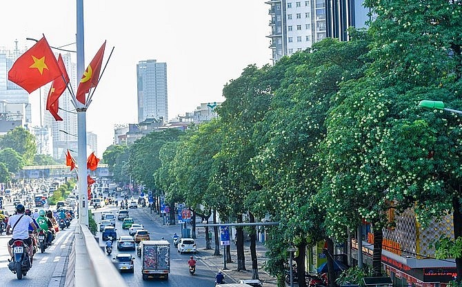 Hoa sữa được trồng dày đặc ở đường Nguyễn Chí Thanh.