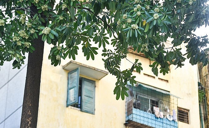 Có người lại thấy thư thái với mùi hương hoa sữa.