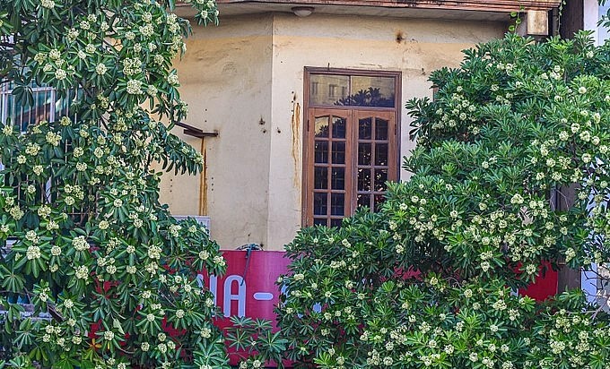 Nhiều người ngửi hoa sữa cảm thấy đau đầu, chóng mặt, buồn nôn.