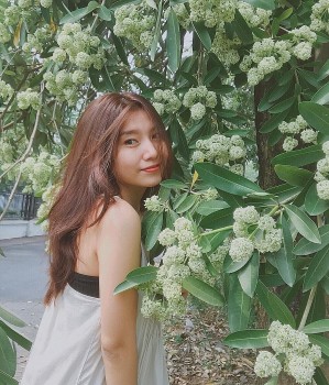 Có người Hà Nội khổ vì hoa sữa, phải về quê lánh nạn mùi hương như tra tấn