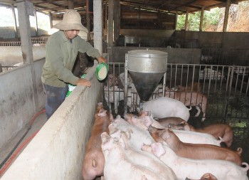 Bất chấp chăn nuôi khó khăn, doanh nghiệp tiếp tục tăng giá cám