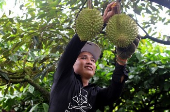 Những tác động trái chiều khi điều chỉnh biên độ tỷ giá và kịch bản ứng phó