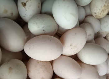 Nghịch lý: Dân nuôi khóc ròng vì trứng vịt tăng giá mạnh, lưỡng lự việc tăng đàn