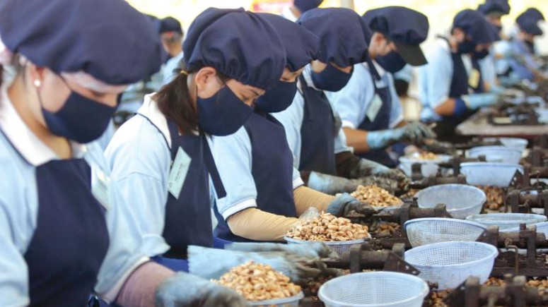 Xuất khẩu hạt điều giảm cả lượng và kim ngạch