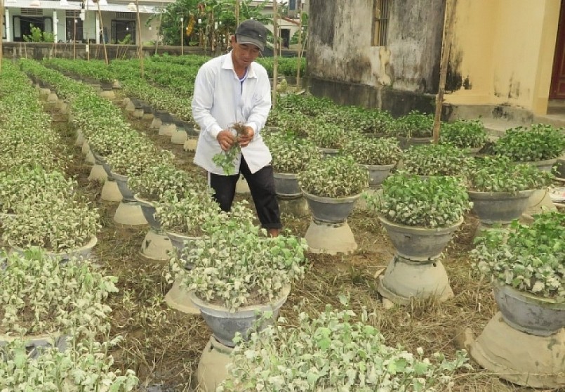 Hoa cúc ngâm lũ lâu ngày bị khô héo.