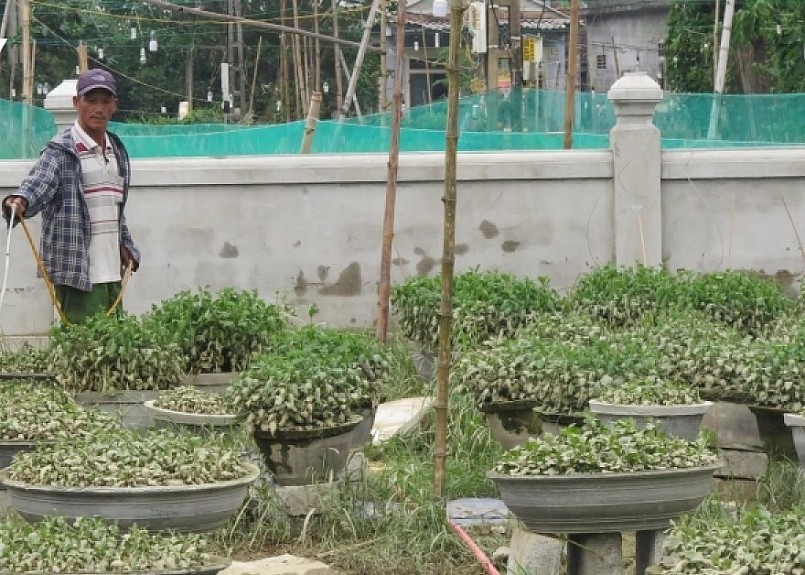 Người dân chăm sóc số hoa còn lại sau lũ.