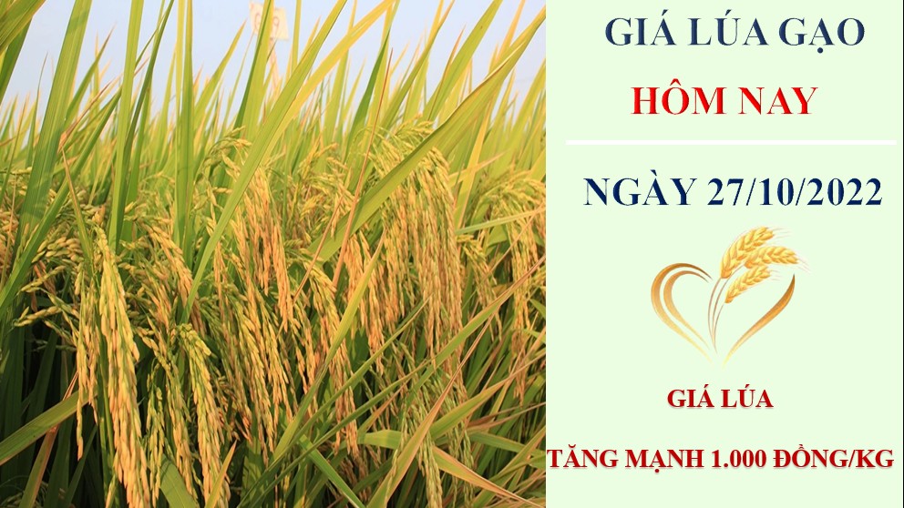 Giá lúa gạo hôm nay 27/10/2022: Giá lúa tăng mạnh 1.000 đồng/kg