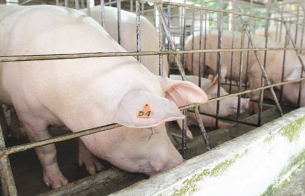 Chưa đầy một tuần giá heo hơi giảm 5.000 đồng/kg.
