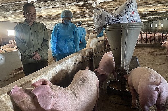 Nhiều trang trại nuôi heo ở Đồng Nai đang tính toán có nên tái đàn, mở rộng quy mô nuôi heo dịp cuối năm hay không?