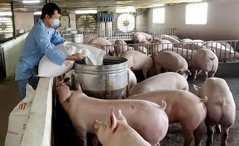 Giá heo hơi giảm liên tiếp, nỗi lo của người chăn nuôi và tầm nhìn chính sách