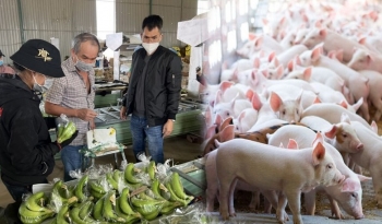 Nuôi heo ăn chuối, gà ăn chuối đi bộ, HAG của bầu Đức lãi 892 tỷ đồng sau 9 tháng