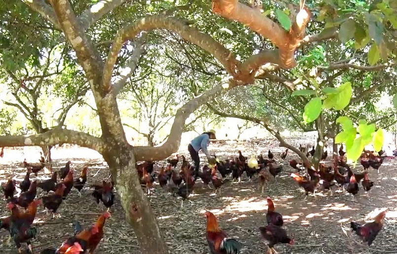 Nhiều hộ nuôi ở Đồng Nai vẫn dè dặt tái đàn do đầu tư vào chăn nuôi hiện nay có nhiều rủi ro hơn.