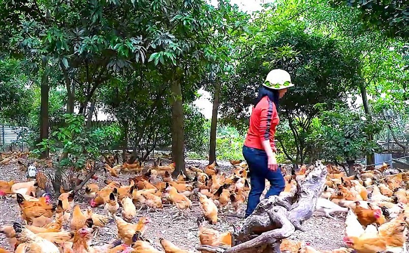 Giá gà ta thả vườn bán ra với mức người chăn nuôi có lợi nhuận tốt.