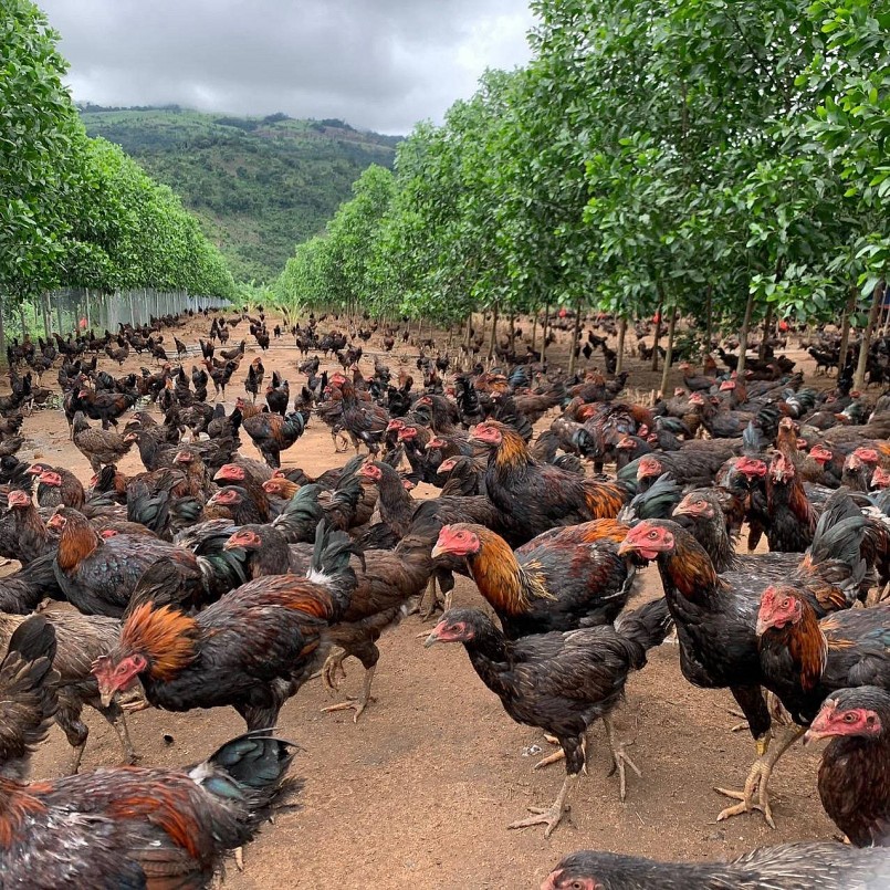 Trang trại gà ăn chuối đi bộ