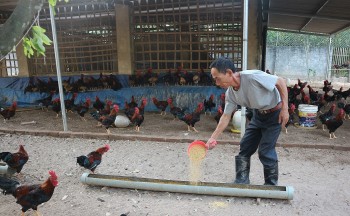 Nuôi gà vụ Tết thấp thỏm lo âu, giá thức ăn tăng lợi nhuận không đủ bù chi phí