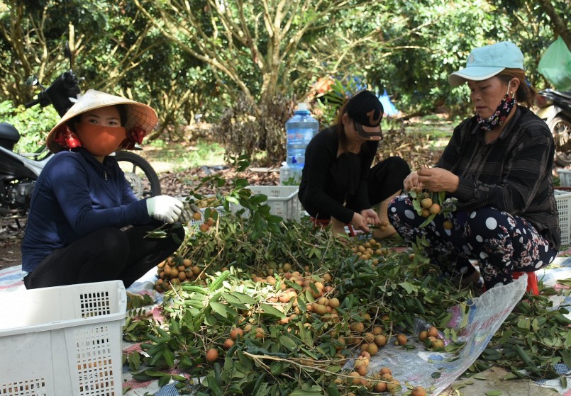 Sản xuất đối với nông nghiệp hiện nay ngày càng định hình rõ theo chuỗi chứ không phải sản xuất mạnh ai nấy làm.