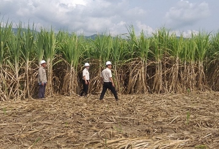 Sửa đổi những vướng mắc tại Luật Đất đai sẽ giúp đẩy mạnh liên kết vùng, xây dựng vùng nguyên liệu tập trung.