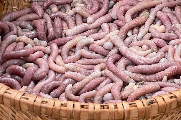 Sá sùng Quảng Ninh thường có màu nâu đỏ, có hình dạng giống giun đất.