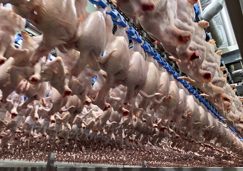 Dây chuyền chế biến gà để xuất khẩu