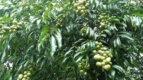 Thứ mọc bờ bụi ở Việt Nam trở thành thành đặc sản giá 280.000/kg