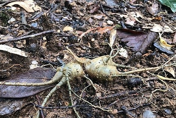 Củ sâm Ngọc Linh được gieo trồng tại huyện Tu Mơ Rông, Kon Tum.