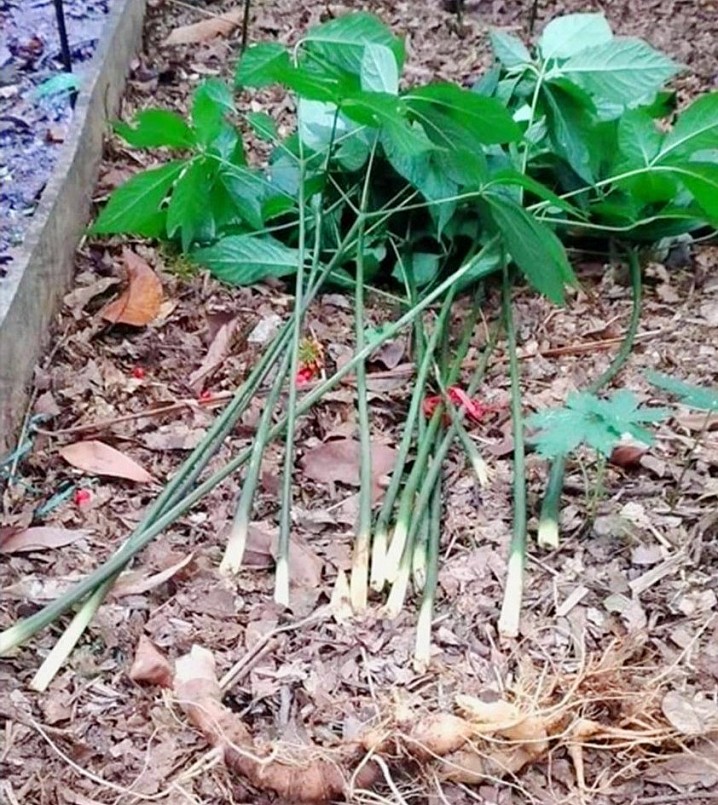 Vườn sâm Ngọc Linh bị trộm nhổ gốc