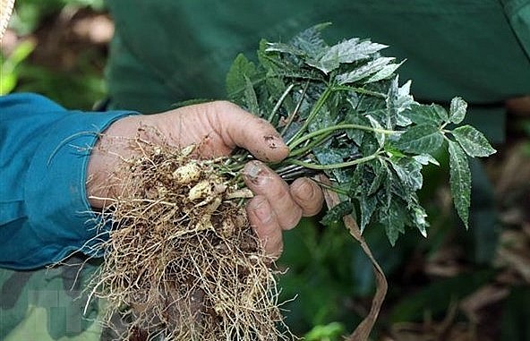 Sâm Ngọc Linh là loài sâm quý, được mệnh danh là “Quốc bảo của Việt Nam.” 