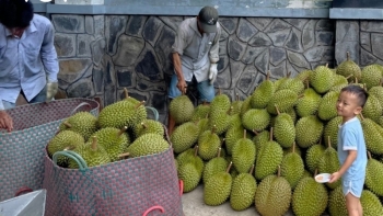 Sầu riêng giá cao kỷ lục, nông dân thu lãi 800 triệu đồng/ha