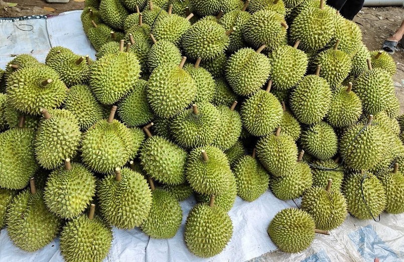 Hiện sầu riêng Tiền Giang giá cao kỷ lục và được xuất khẩu sang thị trường Trung Quốc.