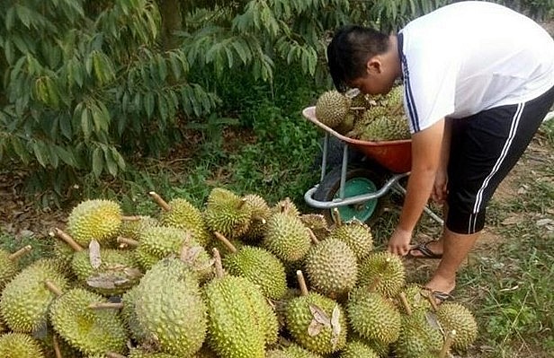 Tỉnh Tiền Giang có nhiều biện pháp hỗ trợ nông dân chuyển đổi từ trồng lúa sang sầu riêng cho hiệu quả kinh tế cao gấp vài chục lần.