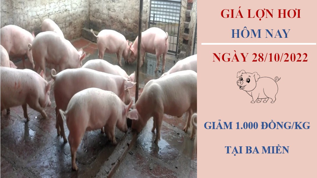 Giá lợn hơi hôm nay 28/10/2022: Đồng loạt loạt giảm tại ba miền