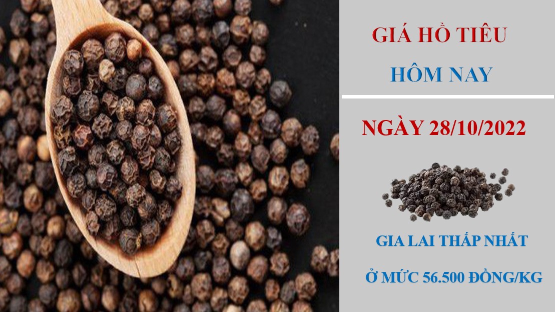 Giá hồ tiêu hôm nay 28/10/2022: Tiếp tục không có thay đổi