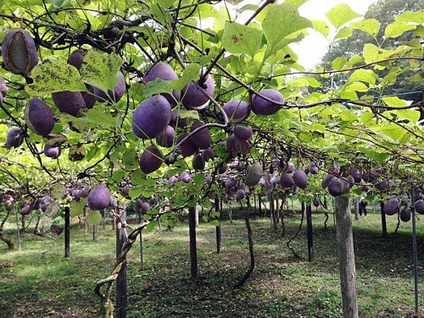 Akebi là loại cây thân leo, thường được tìm thấy ở vùng núi Tohoku Akebi là loại cây thân leo, thường được tìm thấy ở vùng núi Tohoku