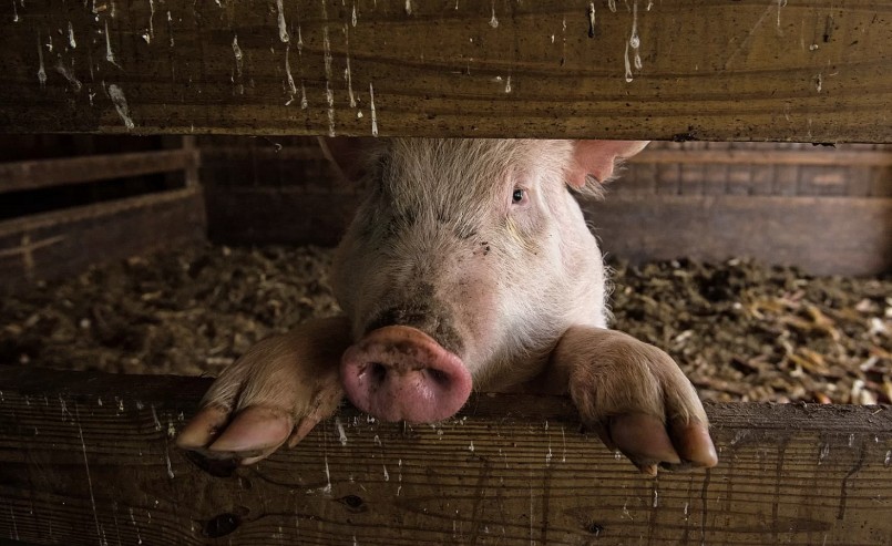 Trước tình trạng giá thịt heo trong nước giảm liên tục., việc tái đàn cho vụ heo Tết gặp khó khăn.