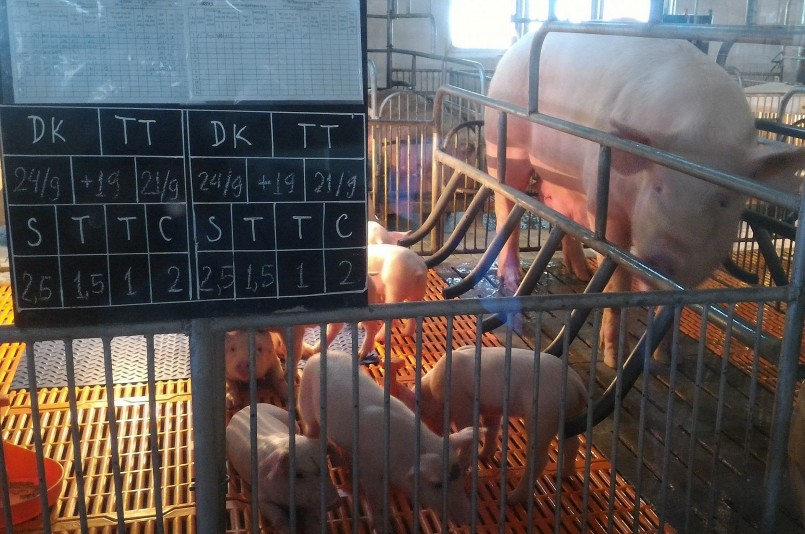 Những chi phí tăng cao đang khiến người nuôi heo gặp khó khăn.