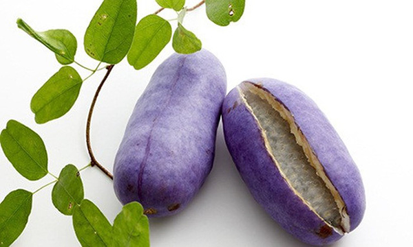 Akebi có vẻ ngoài y như một củ khoai lang Akebi có vẻ ngoài y như một củ khoai lang