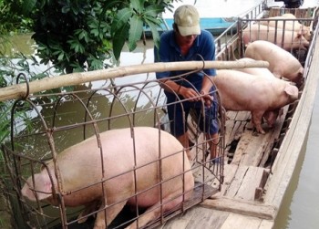Giá heo hơi Việt Nam đi ngược chiều với Trung Quốc, người nuôi lại gánh thêm phí